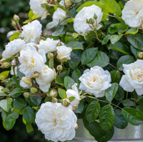 Marina Picasso- róża rabatowa, o kompaktowym wzroście i pięknych kremowo-białych kwiatach, Meilland.png