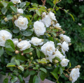 Marina Picasso- róża rabatowa, kremowa, biała, pełne drobne kwiaty, obfite kwitnienie.png