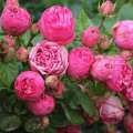roza-rozowa-wielkokwiatowa-pink-pianko-sprzedaz-wysylka-rozeogrodowe.jpg