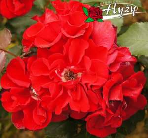 Róża parkowa ROTER KORSAR® - doniczka 2 l.