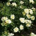 roza-okrywowa-sunny-rose-zolta-sprzedaz-wysylka-rozeogrodowe.jpg