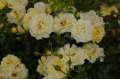 roza-okrywowa-sunny-rose-obfite-zdrowe-grzegorz-hyzy.jpg