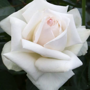 Róża wielkokwiatowa ANGGUN - doniczka 5 l.