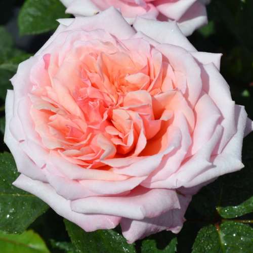 Never Ending Story- róża wielkokwiatowa, pachnąca, o dużych kwiatach wprowadzona na rynek w 2021 roku przez firmę Noack Rosen Grzegorz Hyży.jpg