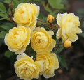 Lemon Siluetta- róża pnąca w jasnym odcieniu żółtego. o lekkim zapachu, hodowca Rosen Tantau, szkółka Więckowice .png