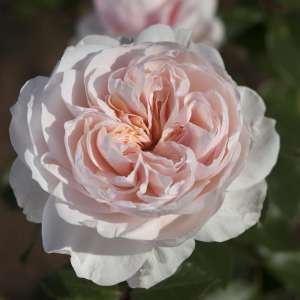 Róża pnąca SABRINA - doniczka 2 l.