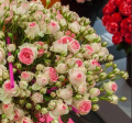 Mini Eden Rose- Meilland, róźa pnąca o drobnych kwiatach w kolorze różowo-białym.png