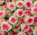 Eden Rose- róża pnąca, kwiaty pełne, drobne, hodowca Meilland, 2008.png