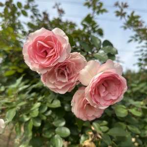 Róża pnąca MINI EDEN ROSE - doniczka 2 l.