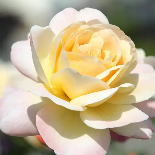 Hermann-Hesse-Rose- róża rabatowa o kremowej barwie i przepięknym zapachu firmy Noack Rosen kw.jpg