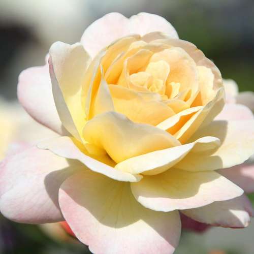 Hermann-Hesse-Rose- róża rabatowa o kremowej barwie i przepięknym zapachu firmy Noack Rosen kw.jpg