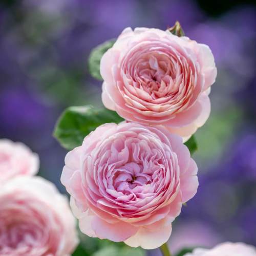 Queen of Sweden- krzaczasta róża angielska do ogrodów przydomowych, pastelowe, różowe kwiaty o lekkim zapachu dobrze wkomponują się na rabaty mieszane- RozeOgrodowe.png