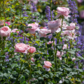 Queen of Sweden- David Austin Roses, różowa róża o pełnych rozetowych kwiatach i pięknym zapachu.png