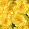 Loredo- róża okrywowa o ciepłym odcieniu żółtego, wprowadzona na rynek w 2002 roku przez firmę Noack Rosen, kw.jpg
