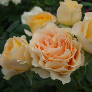 Róża wielkokwiatowa ZAPACH PODSTAWÓWKI - doniczka 2 l.