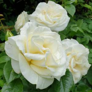 Róża wielkokwiatowa GRAŻKA - doniczka 2 l.