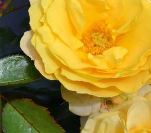 Róża okrywowa SONNENGLANZ - doniczka 2 l.