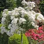 Róża pienna APFELBLUTE® 140 cm