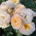 Ars Amandi - róża rabatowa, Rojewski Roses.jpg