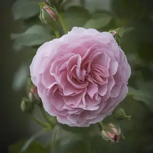 Róża rabatowa MISS GRANGER - doniczka 2 l.