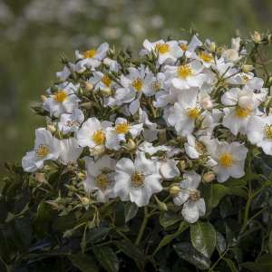 Róża parkowa WINTER IS COMING® syn. Pegasus