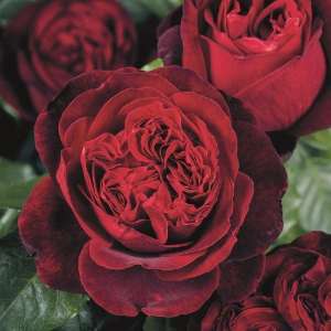 Róża wielkokwiatowa ADMIRAL® - doniczka 2 l.