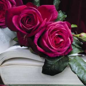 Róża wielkokwiatowa J. W. VON GOETHE® - doniczka 2 l.