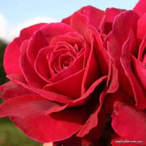 Róża wielkokwiatowa BELLEVUE® - doniczka 2 l.