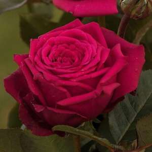 Róża wielkokwiatowa NOBLESSE - doniczka 2 l.