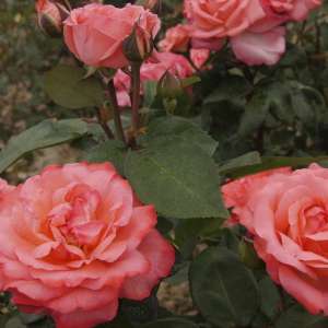 Róża wielkokwiatowa AACHENER DOM / PINK PANTHER - doniczka 5 l.