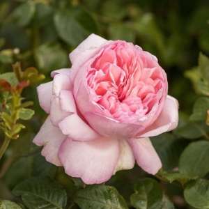 Róża wielkokwiatowa MAURITIA - doniczka 2 l.