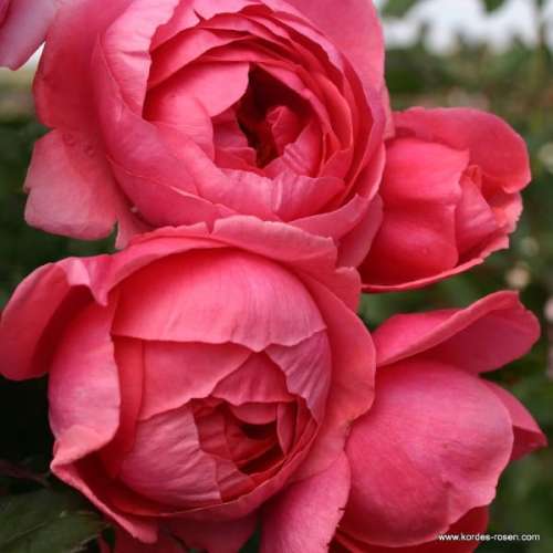Pełna różowa róża rabatowa Gartenprinzessin Marie-José serii Parfuma Collection