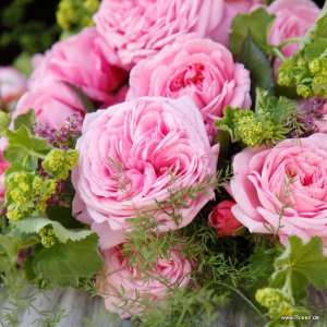 Róża rabatowa (Parfuma) ROSENGRAFIN MARIE HENRIETTE® - doniczka 2 l.