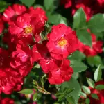 Róża parkowa LA BELLE ROUGE - goły korzeń klasa A