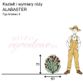 wymiary_róży_ALABASTER.png