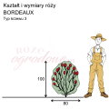 wymiary_róży_BORDEAUX.png