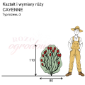 wymiary_róży_CAYENNE.png