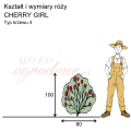wymiary_róży_CHERRY GIRL.png