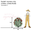 wymiary_róży_CORAL LIONS-ROSE.png