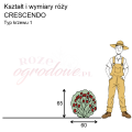 wymiary_róży_CRESCENDO.png