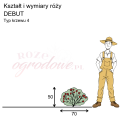 wymiary_róży_DEBUT.png