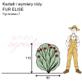 wymiary_róży_FUR ELISE.png