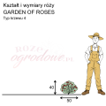 wymiary_róży_GARDEN OF ROSES.png
