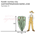 wymiary_róży_GARTENPRINZESSIN MARIE-JOSE.png