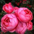 Gartenprinzessin_ Marie_José_14.JPG