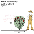 wymiary_róży_GARTENSPASS.png