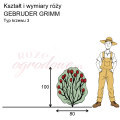 wymiary_róży_GEBRUDER GRIMM.png