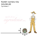 wymiary_róży_GOLDELSE.png
