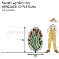 wymiary_róży_HERZOGIN CHRISTIANA.png