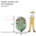 wymiary_róży_HOT ROKOKO.png